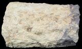 Fossil Lycopod Tree Root (Stigmaria) - Oklahoma #53328-1